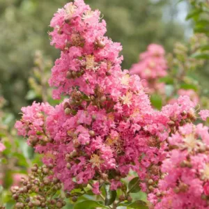 Lagerstroemia 'Comanche', Crape Myrtle 'Comanche', Crapemyrtle 'Comanche', Shrub, Pink Flowers, Pink Crape Myrtle, Lavender Flowers, Lavender Crape Myrtle, Purple Crape Myrtle, Purple Flowers