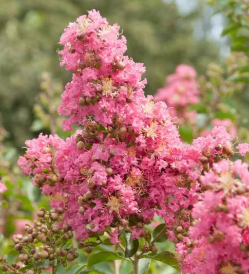 Lagerstroemia 'Comanche', Crape Myrtle 'Comanche', Crapemyrtle 'Comanche', Shrub, Pink Flowers, Pink Crape Myrtle, Lavender Flowers, Lavender Crape Myrtle, Purple Crape Myrtle, Purple Flowers