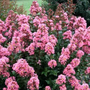 Lagerstroemia 'Coral Magic', Crape Myrtle 'Coral Magic', Crapemyrtle 'Coral Magic', Shrub, Coral Flowers, Coral Crape Myrtle, Pink Flowers, Pink Crape Myrtle