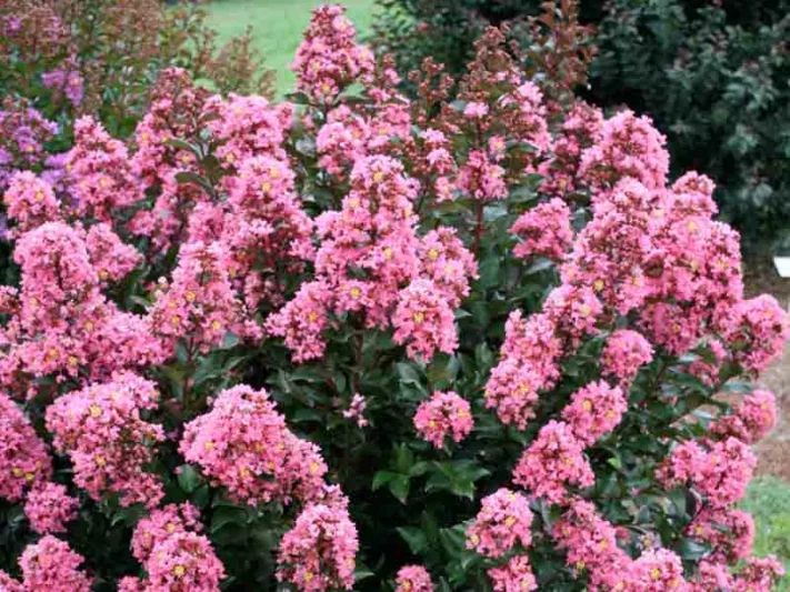 Lagerstroemia 'Coral Magic', Crape Myrtle 'Coral Magic', Crapemyrtle 'Coral Magic', Shrub, Coral Flowers, Coral Crape Myrtle, Pink Flowers, Pink Crape Myrtle