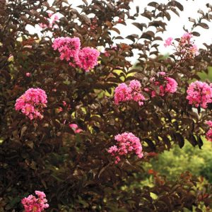 Lagerstroemia 'Delta Jazz', Crape Myrtle 'Delta Jazz', Crapemyrtle 'Delta Jazz', Lagerstroemia hybrid 'Chocolate Mocha', Shrub, Pink Flowers, Pink Crape Myrtle