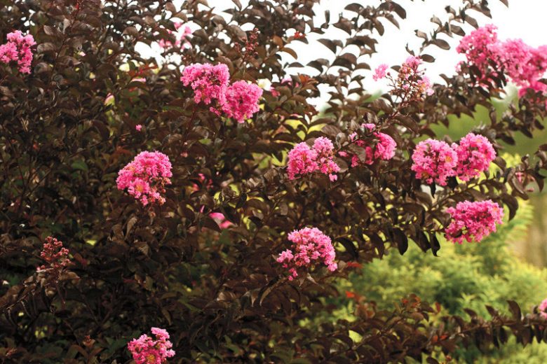 Lagerstroemia 'Delta Jazz', Crape Myrtle 'Delta Jazz', Crapemyrtle 'Delta Jazz', Lagerstroemia hybrid 'Chocolate Mocha', Shrub, Pink Flowers, Pink Crape Myrtle