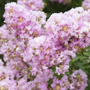 Lagerstroemia 'Early Bird Lavender', Crape Myrtle 'Early Bird Lavender', Crapemyrtle 'Early Bird Lavender', Lagerstroemia hybrid, Shrub, Lavender Flowers, Lavender Crape Myrtle