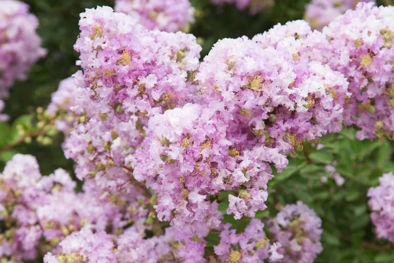 Lagerstroemia 'Early Bird Lavender', Crape Myrtle 'Early Bird Lavender', Crapemyrtle 'Early Bird Lavender', Lagerstroemia hybrid, Shrub, Lavender Flowers, Lavender Crape Myrtle
