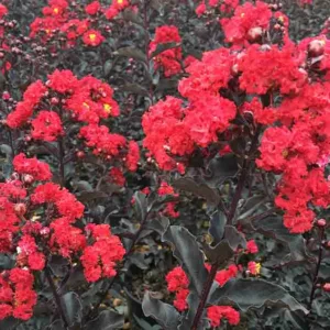 Lagerstroemia 'Ebony Flame', Crape Myrtle 'Ebony Flame', Crapemyrtle 'Ebony Flame', Dark leaves Crape Myrtle, Shrub, Red Flowers, Red Crape Myrtle