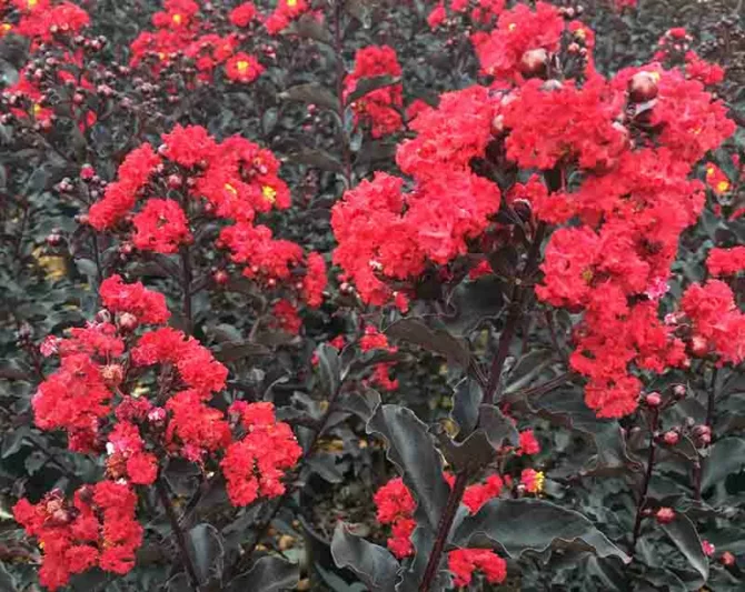 Lagerstroemia 'Ebony Flame', Crape Myrtle 'Ebony Flame', Crapemyrtle 'Ebony Flame', Dark leaves Crape Myrtle, Shrub, Red Flowers, Red Crape Myrtle