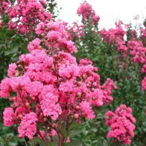Lagerstroemia Indica  ‘Whit III’ Pink Velour, Crape Myrtle ‘Whit III’ Pink Velour, Shrub, Pink Flowers, Pink Crape Myrtle