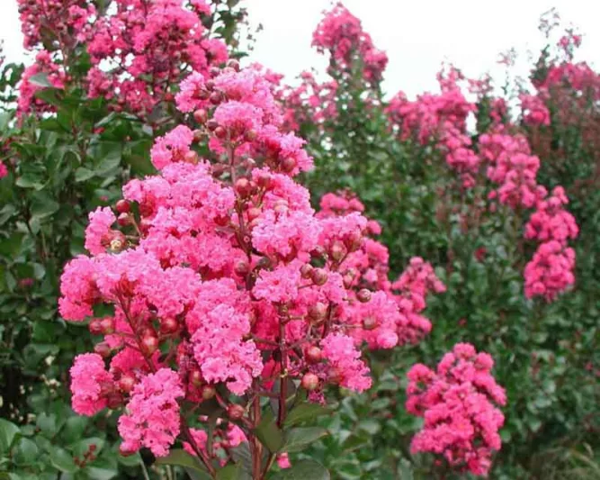 Lagerstroemia Indica  ‘Whit III’ Pink Velour, Crape Myrtle ‘Whit III’ Pink Velour, Shrub, Pink Flowers, Pink Crape Myrtle