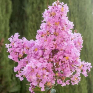 Lagerstroemia 'Lipan', Crape Myrtle 'Lipan', Crapemyrtle 'Lipan', Shrub, Lavender Flowers, Lavender Crape Myrtle, Purple Crape Myrtle, Purple Flowers