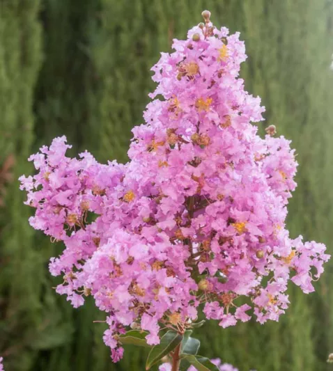 Lagerstroemia 'Lipan', Crape Myrtle 'Lipan', Crapemyrtle 'Lipan', Shrub, Lavender Flowers, Lavender Crape Myrtle, Purple Crape Myrtle, Purple Flowers