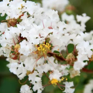 Lagerstroemia '‘Natchez', Crape Myrtle '‘Natchez', Crapemyrtle '‘Natchez', Shrub, White Flowers, White Crape Myrtle