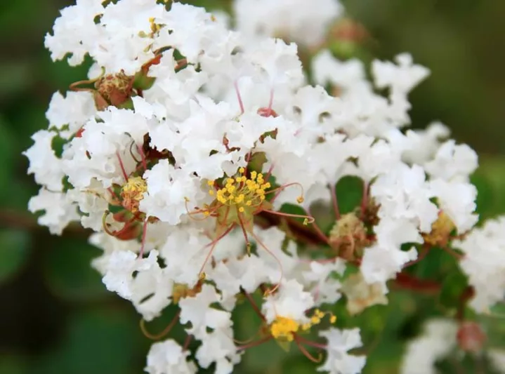 Lagerstroemia '‘Natchez', Crape Myrtle '‘Natchez', Crapemyrtle '‘Natchez', Shrub, White Flowers, White Crape Myrtle