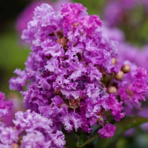 Lagerstroemia 'Purple Magic', Crape Myrtle 'Purple Magic', Crapemyrtle 'Purple Magic', Shrub, Purple Flowers, Purple Crape Myrtle