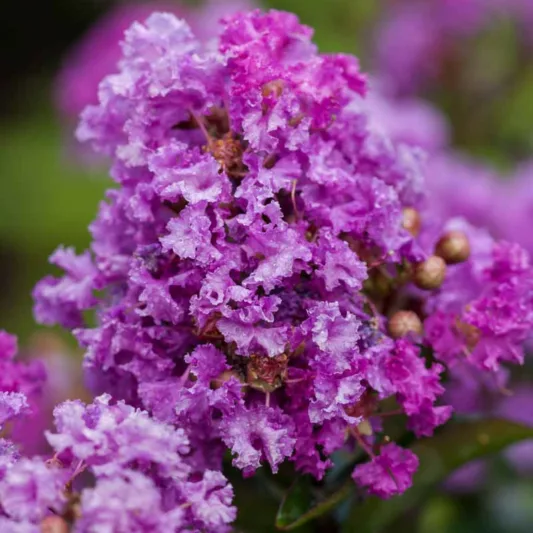 Lagerstroemia 'Purple Magic', Crape Myrtle 'Purple Magic', Crapemyrtle 'Purple Magic', Shrub, Purple Flowers, Purple Crape Myrtle