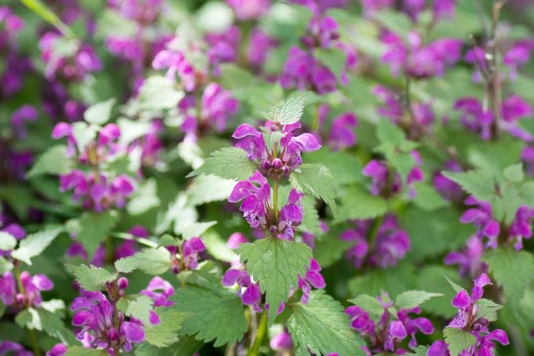 Lamium Maculatum, Spotted Dead Nettle, Spotted Deadnettle, Devil's Clover, Devil's Nettle, Double Tongue, St Vincent's Nettle,  Variegated Deadnettle, Perennial for shade, perennials for shade, shade perennial, Lamium hirsutum