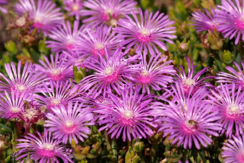 Lampranthus Spectabilis, Trailing Ice Plant, Drought tolerant perennials, purple perennial flowers, Evergreen perennial, Low maintenance perennial, perennial ground cover