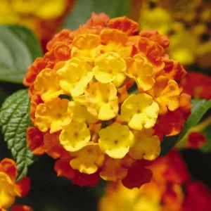 Lantana Landmark Citrus, Lantana camara, Mediterranean plants, Mediterranean shrubs, Yellow flowers, Bicolor flowers