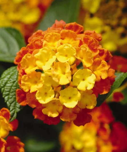 Lantana Landmark Citrus, Lantana camara, Mediterranean plants, Mediterranean shrubs, Yellow flowers, Bicolor flowers