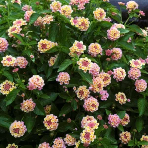 Lantana Landmark Peach Sunrise, Lantana camara, Mediterranean plants, Mediterranean shrubs, peach flowers, Bicolor flowers