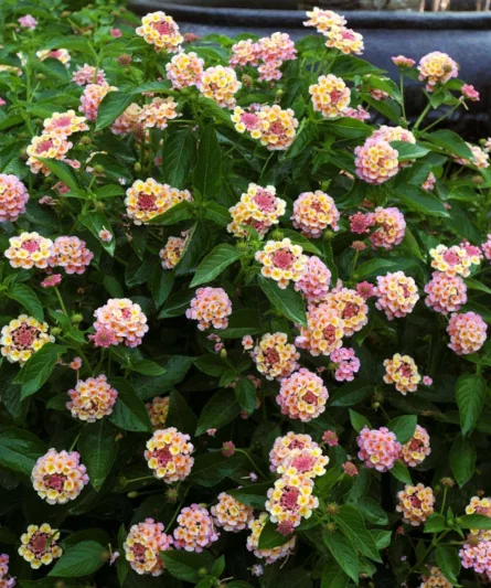 Lantana Landmark Peach Sunrise, Lantana camara, Mediterranean plants, Mediterranean shrubs, peach flowers, Bicolor flowers