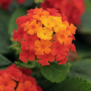 Lantana Little Lucky Red, Lantana camara, Mediterranean plants, Mediterranean shrubs, Red flowers, Bicolor flowers