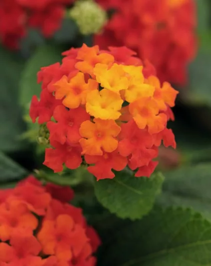 Lantana Little Lucky Red, Lantana camara, Mediterranean plants, Mediterranean shrubs, Red flowers, Bicolor flowers