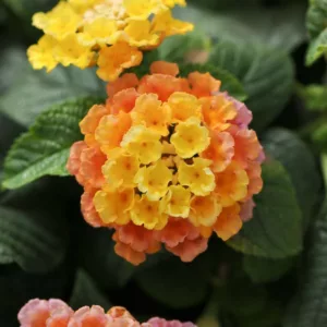 Lantana Little Lucky Peach Glow, Lantana camara, Mediterranean plants, Mediterranean shrubs, Salmon flowers, Bicolor flowers