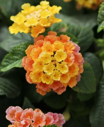 Lantana Little Lucky Peach Glow, Lantana camara, Mediterranean plants, Mediterranean shrubs, Salmon flowers, Bicolor flowers