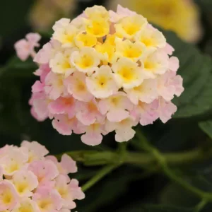 Lantana Lucky Lavender, Lantana camara, Mediterranean plants, Mediterranean shrubs, Lavender flowers, Bicolor flowers