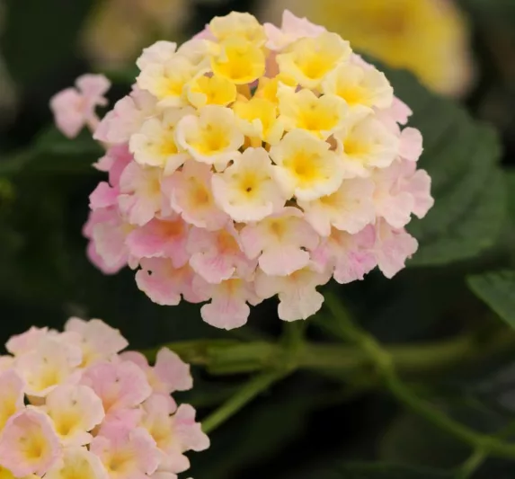 Lantana Lucky Lavender, Lantana camara, Mediterranean plants, Mediterranean shrubs, Lavender flowers, Bicolor flowers