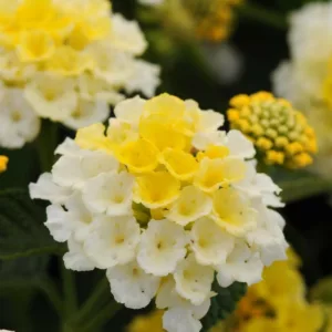Lantana Lucky Lemon Glow, Lantana camara, Mediterranean plants, Mediterranean shrubs, Yellow flowers, Bicolor flowers