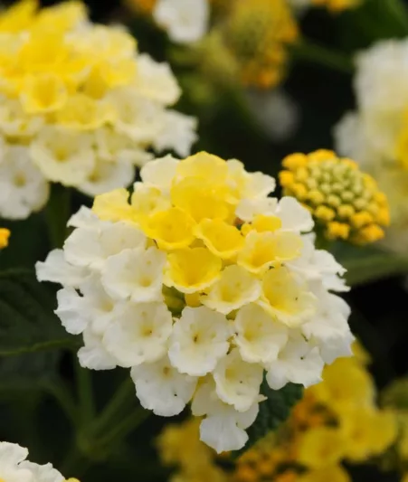 Lantana Lucky Lemon Glow, Lantana camara, Mediterranean plants, Mediterranean shrubs, Yellow flowers, Bicolor flowers