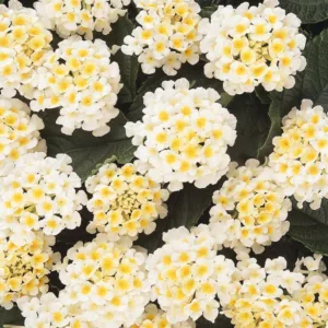 Lantana Lucky White, Lantana camara, Mediterranean plants, Mediterranean shrubs, White flowers, Bicolor flowers