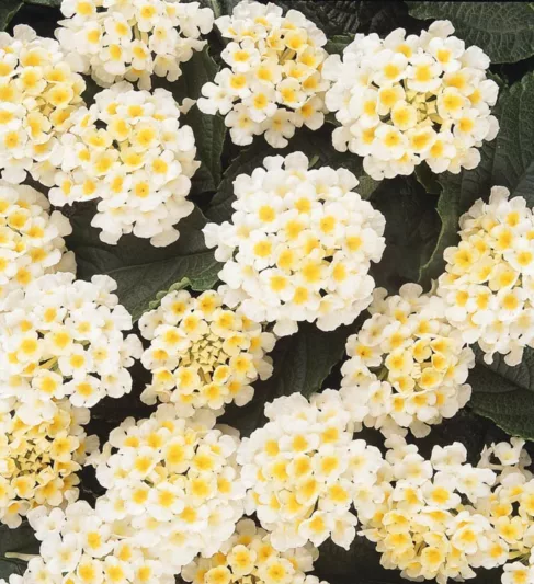 Lantana Lucky White, Lantana camara, Mediterranean plants, Mediterranean shrubs, White flowers, Bicolor flowers