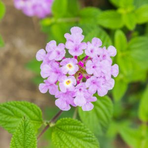 Lantana montevidensis,   Trailing Lantana,  Purple Trailing Lantana, Lantana sellowiana, Pole-Cat Geranium, Weeping Lantana, Wild Verbena, Mediterranean plants, Mediterranean shrubs, Purple flowers, Drought tolerant flowers, Drought tolerant plants, Drought tolerant shrubs