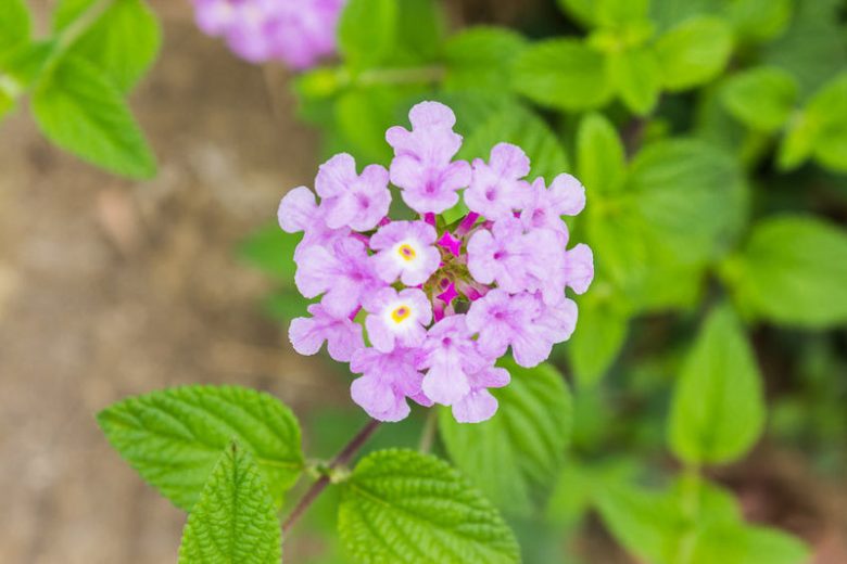Lantana montevidensis,   Trailing Lantana,  Purple Trailing Lantana, Lantana sellowiana, Pole-Cat Geranium, Weeping Lantana, Wild Verbena, Mediterranean plants, Mediterranean shrubs, Purple flowers, Drought tolerant flowers, Drought tolerant plants, Drought tolerant shrubs