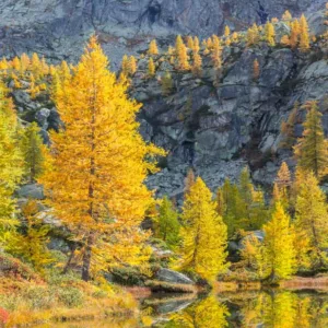 Larix decidua, European Larch, Common Larch, Venice Turpentine, Deciduous Conifer, Tree with fall color, Fall color, Attractive bark Tree, golden leaves
