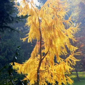 Larix kaempferi, Japanese Larch, Deciduous Conifer, Tree with fall color, Fall color, Attractive bark Tree, golden leaves