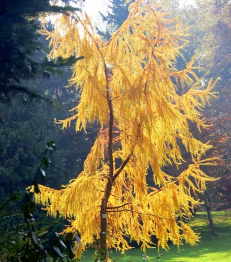 Larix kaempferi, Japanese Larch, Deciduous Conifer, Tree with fall color, Fall color, Attractive bark Tree, golden leaves