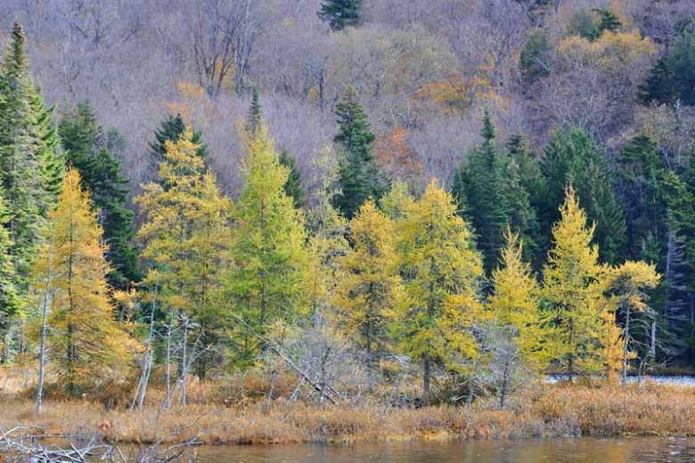 Larix laricina, American Larch, Tamarack, Black Larch, Hackmatack, Deciduous Conifer, Tree with fall color, Fall color, Attractive bark Tree, golden leaves