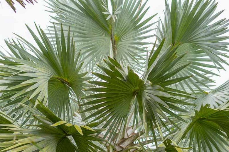 Latania loddigesii, Blue Latan Palm, Drought tolerant tree, Tropical Plant, Palm Tree, Blue Palm Tree, Blue Palms