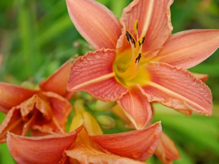 Late Midseason Daylilies, Late Season Daylilies, Very Late Season Daylilies