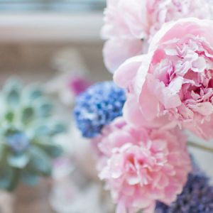 Bloom Peonies season, Late  Midseason Peonies, Midseason Peonies, Late Peonies, Peonies Bloom Times