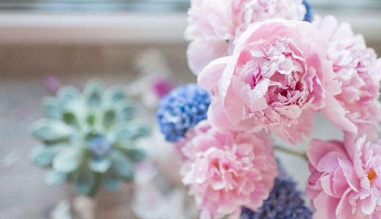 Bloom Peonies season, Late  Midseason Peonies, Midseason Peonies, Late Peonies, Peonies Bloom Times