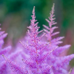 Early Season Astilbes, Midseason Astilbes, Late Season Astilbes, Astilbe Bloom Times, Early Season False Spirea, Midseason False Spirea, Late Season False Spirea, False Spirea Bloom Times