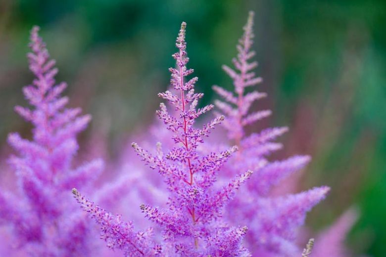 Early Season Astilbes, Midseason Astilbes, Late Season Astilbes, Astilbe Bloom Times, Early Season False Spirea, Midseason False Spirea, Late Season False Spirea, False Spirea Bloom Times