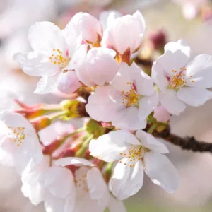 Japanese Flowering Cherries, Flowering Cherries, Blooming season Flowering Cherries, Sakura, Fragrant Cherry Blossom,  Higan cherry,Yoshino Cherry, Fuji cherry