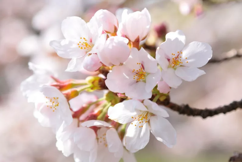 Japanese Flowering Cherries, Flowering Cherries, Blooming season Flowering Cherries, Sakura, Fragrant Cherry Blossom,  Higan cherry,Yoshino Cherry, Fuji cherry