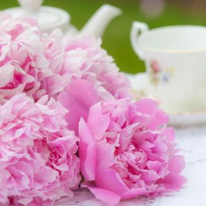 Bloom Peonies season, Late  Midseason Peonies, Midseason Peonies, Late Peonies, Peonies Bloom Times
