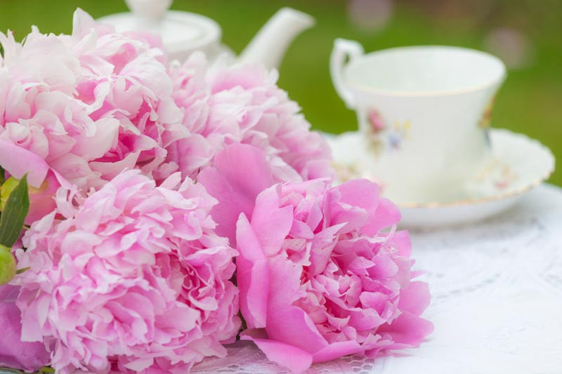 Bloom Peonies season, Late  Midseason Peonies, Midseason Peonies, Late Peonies, Peonies Bloom Times